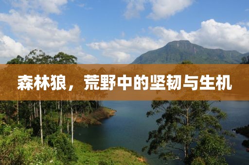 森林狼，荒野中的坚韧与生机
