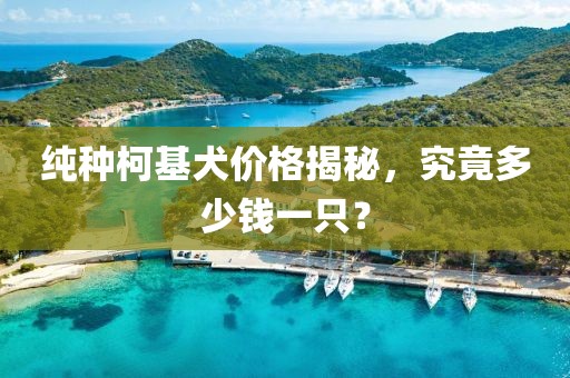 纯种柯基犬价格揭秘，究竟多少钱一只？