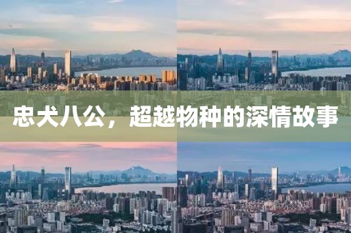 忠犬八公，超越物种的深情故事