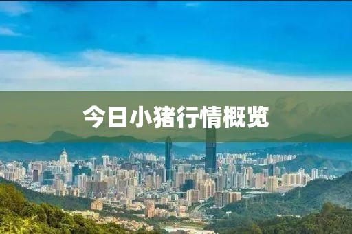 今日小猪行情概览