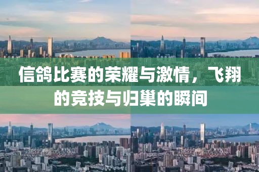 信鸽比赛的荣耀与激情，飞翔的竞技与归巢的瞬间