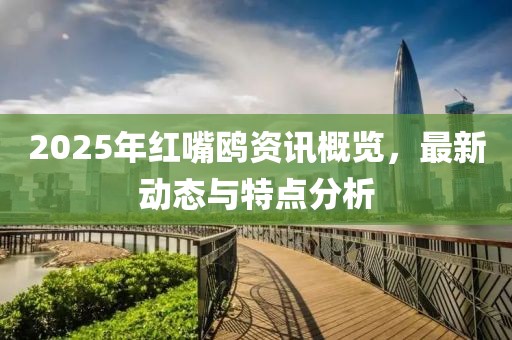 2025年红嘴鸥资讯概览，最新动态与特点分析