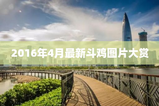2016年4月最新斗鸡图片大赏