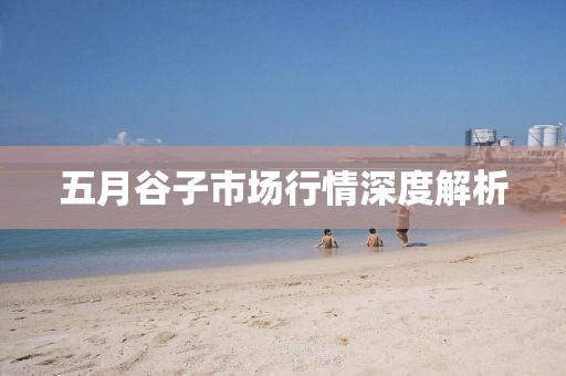 五月谷子市场行情深度解析
