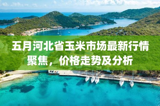 五月河北省玉米市场最新行情聚焦，价格走势及分析