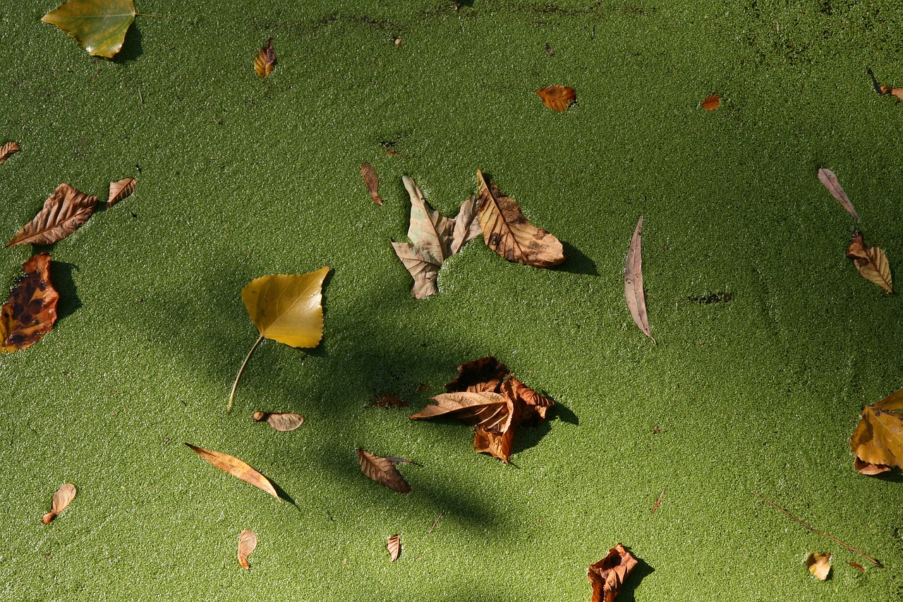 立秋，季节转折的韵律之美