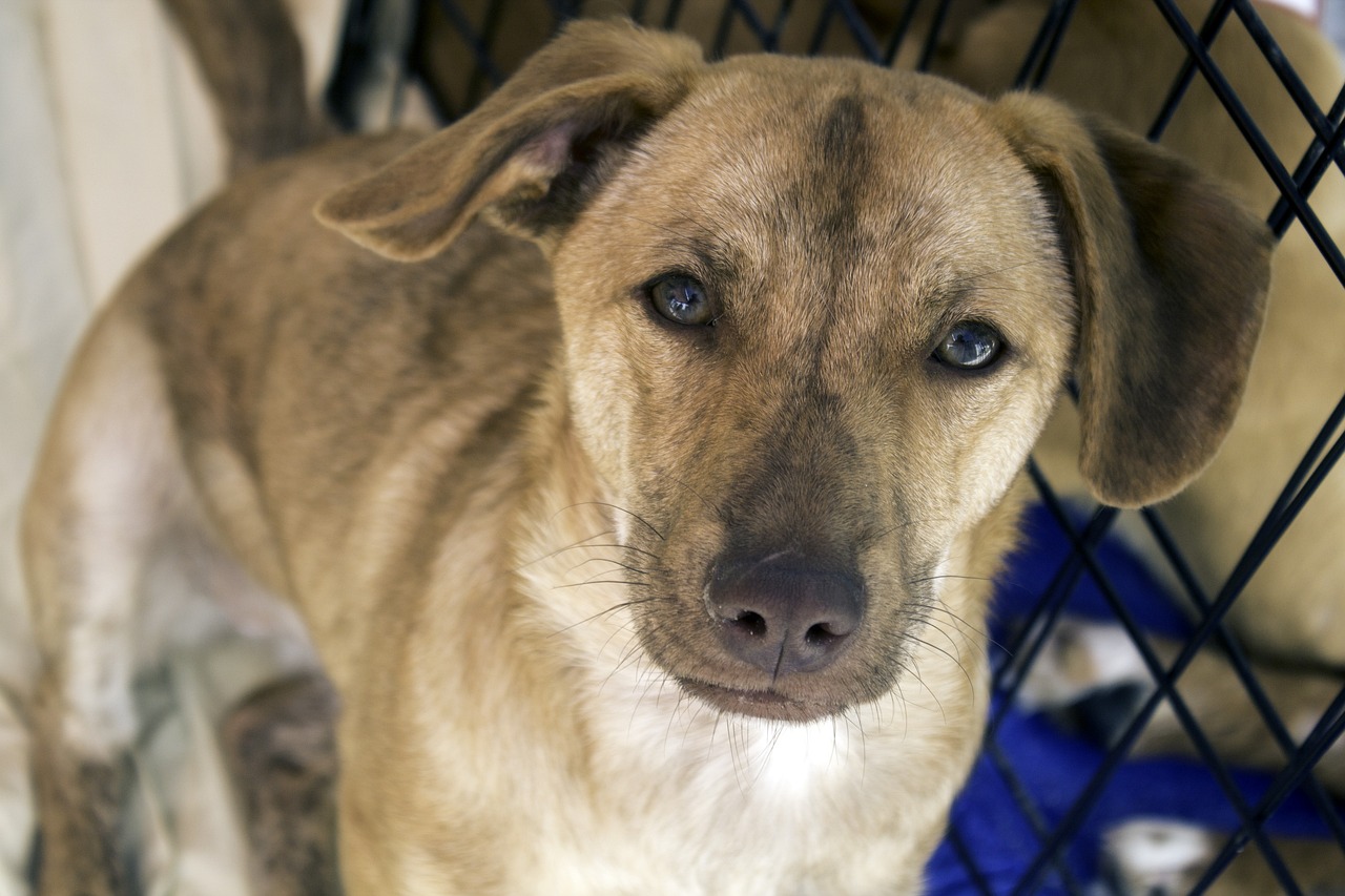 世界十大凶犬最新榜单揭晓
