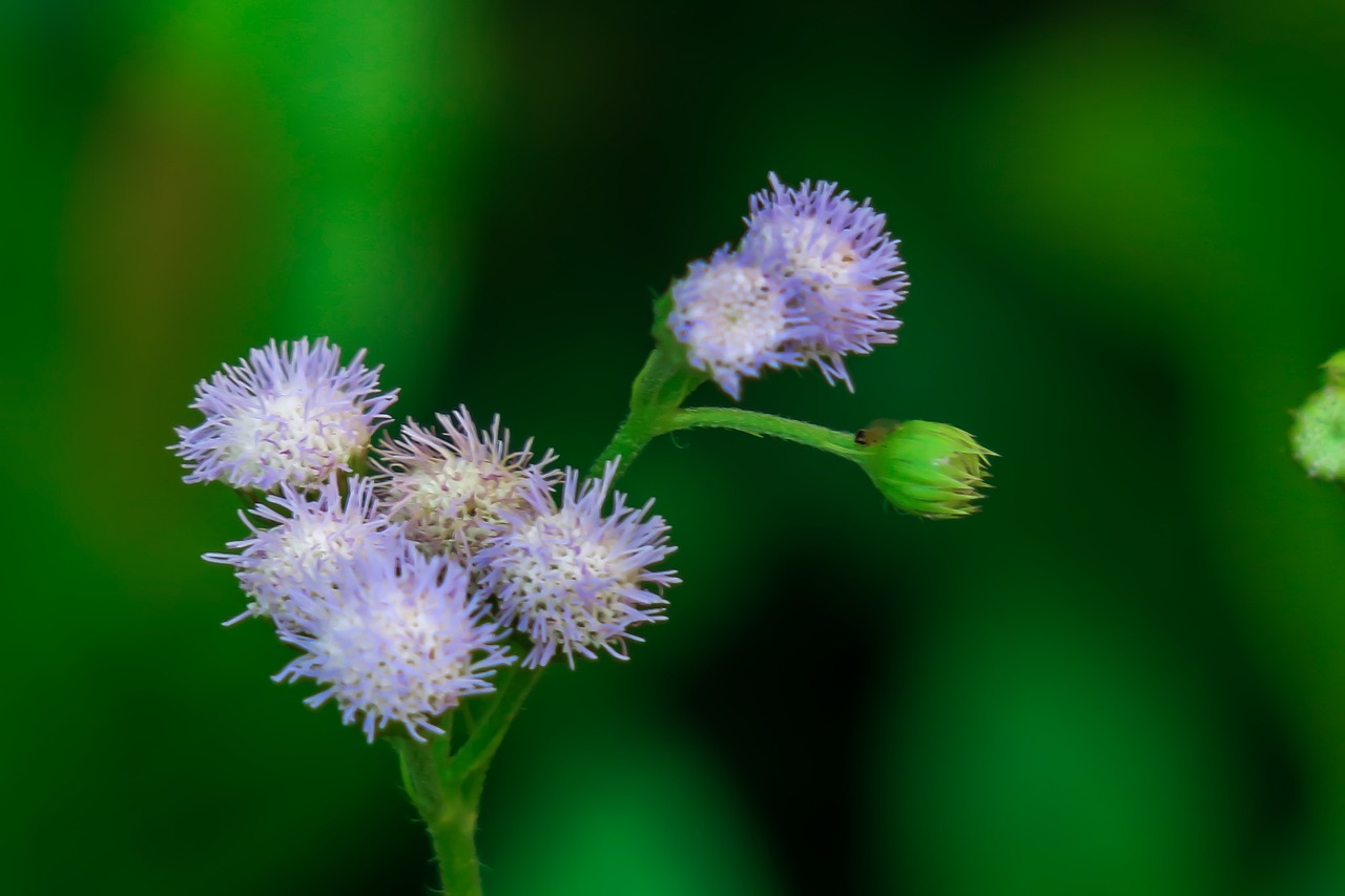 香港4777777的开奖结果,植物保护,见证版EOU15.09.22