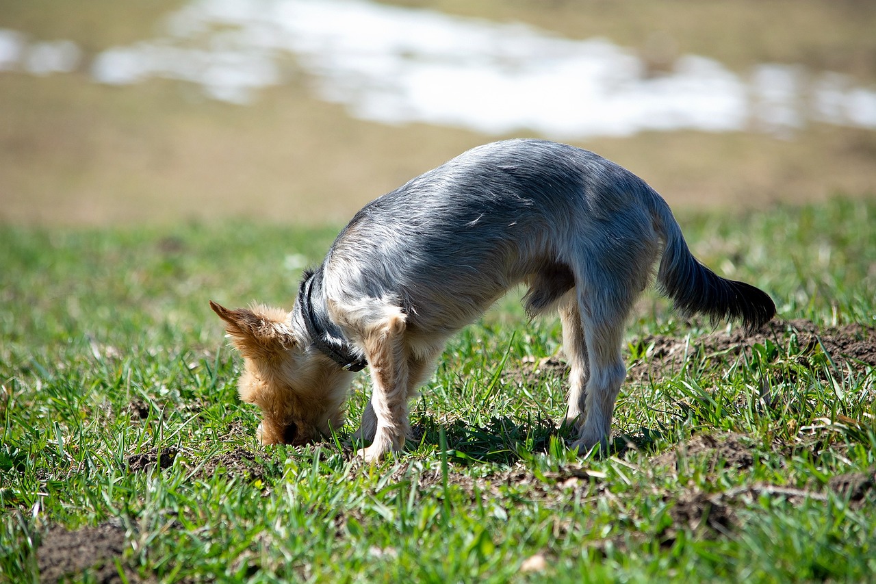 天一犬舍最新长毛种公，探索长毛犬的独特魅力和品种特色