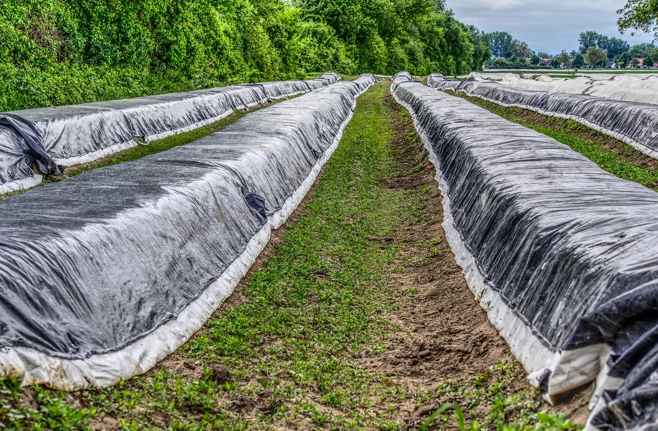 保定蔬菜批发最新价格概览与动态分析