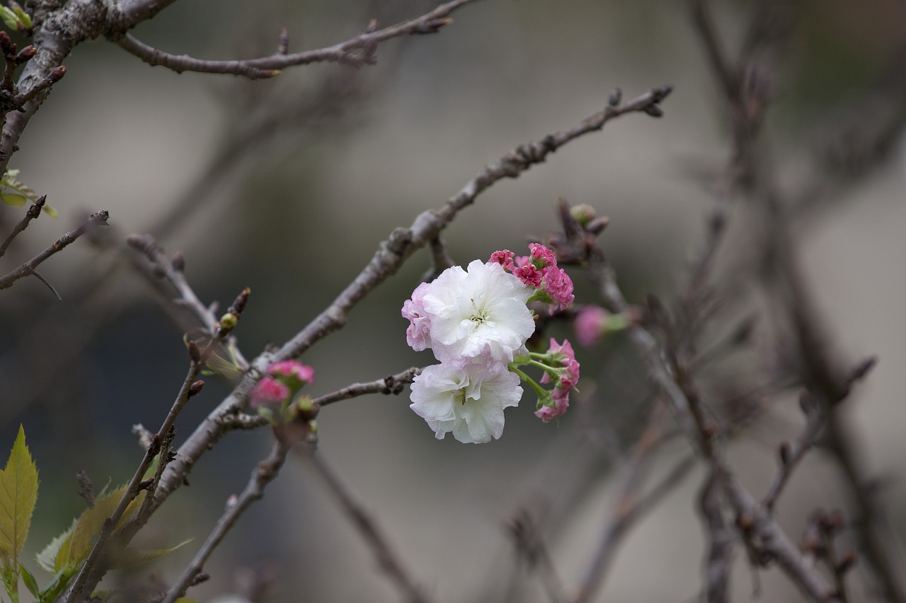 青春之花绽放与挣扎，情深误芳华最新章节回顾