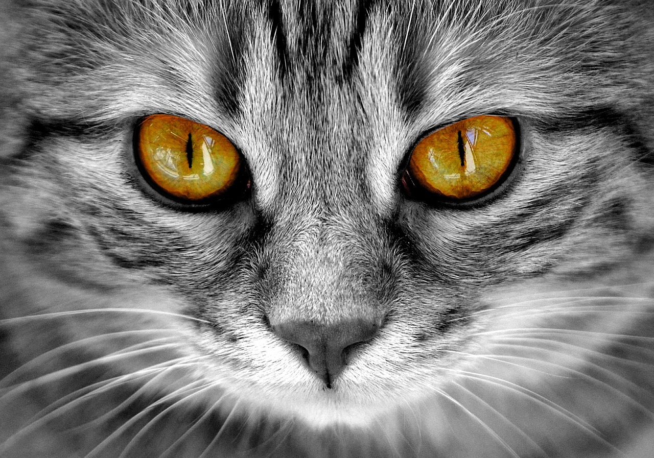 猫的动漫，虚拟世界与现实情感的桥梁