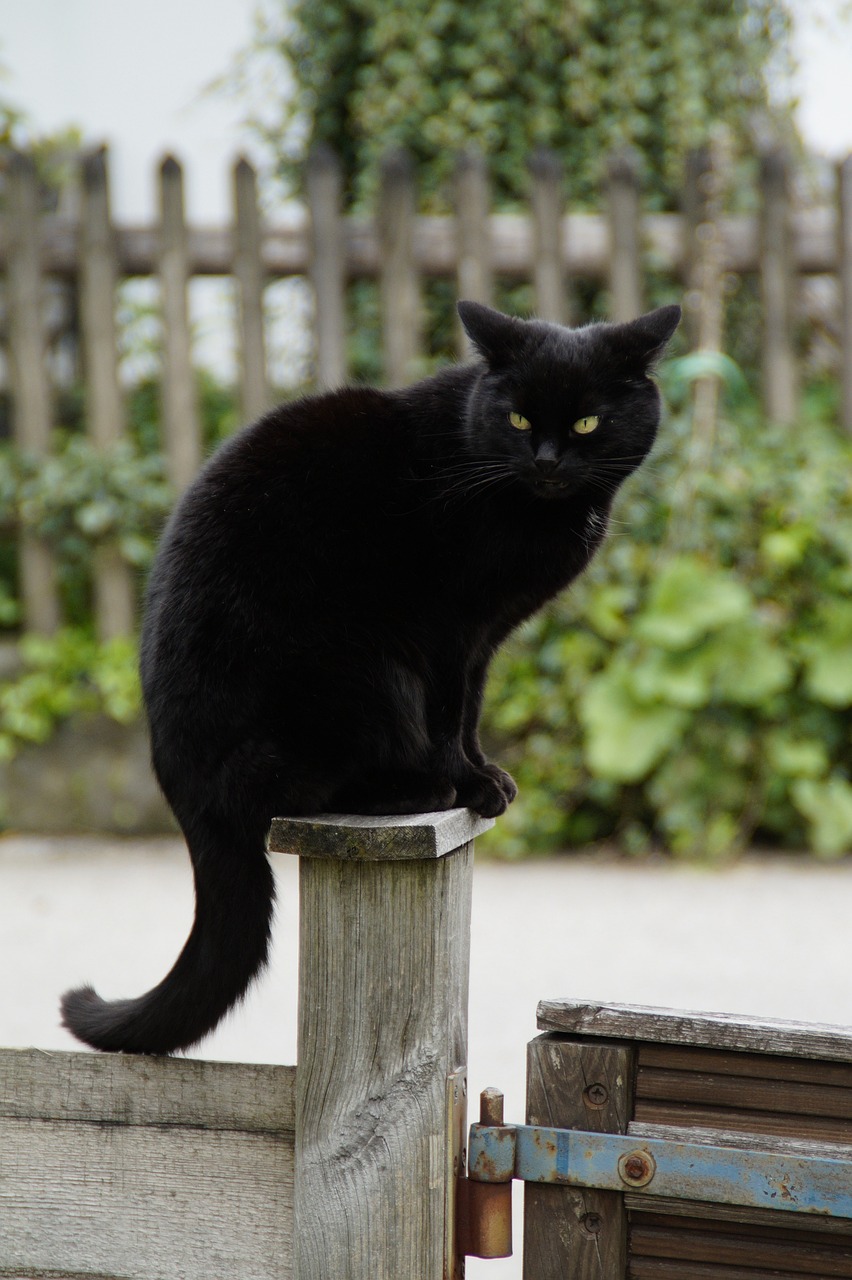 猫咪资源最新下载链接，获取最新猫咪资讯与下载链接的文章