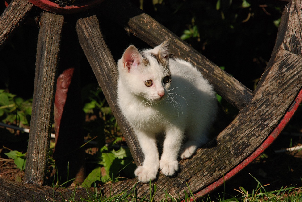 猫绝育手术价格详解与探讨