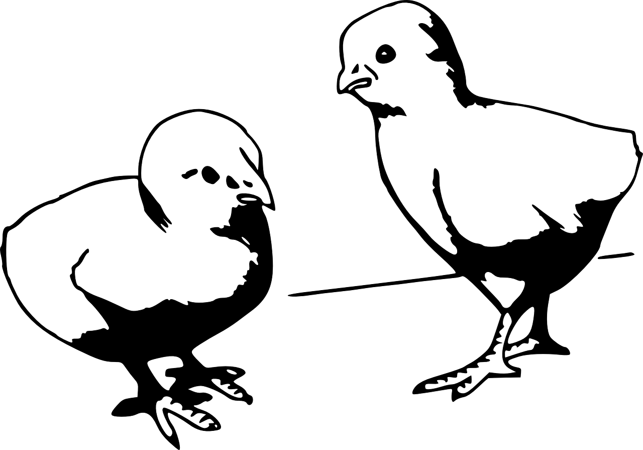 山东毛鸡价格走势及分析