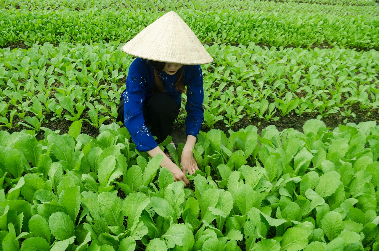 崇明长征农场最新动态更新，农场发展动态速递